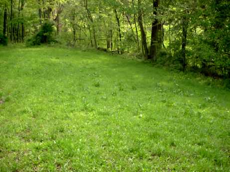 Middle clearing plot photo